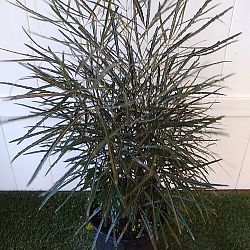 False Aralia False Aralia