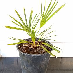 Saw Palmetto Saw Palmetto