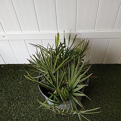 Saw Palmetto Saw Palmetto