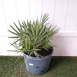 Saw Palmetto Saw Palmetto