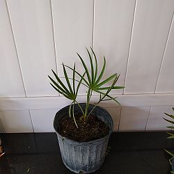 Saw Palmetto Saw Palmetto