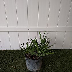 Saw Palmetto Saw Palmetto