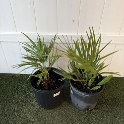 Saw Palmetto Saw Palmetto