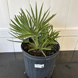 Saw Palmetto Saw Palmetto