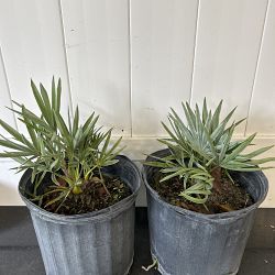 Serenoa repens 'Cinerea', Silver Saw Palmetto Serenoa repens 'Cinerea', Silver Saw Palmetto