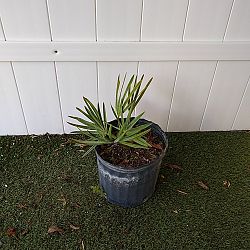 Serenoa repens 'Cinerea', Silver Saw Palmetto Serenoa repens 'Cinerea', Silver Saw Palmetto