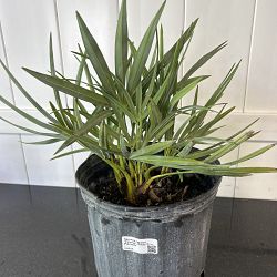 Serenoa repens 'Cinerea', Silver Saw Palmetto Serenoa repens 'Cinerea', Silver Saw Palmetto