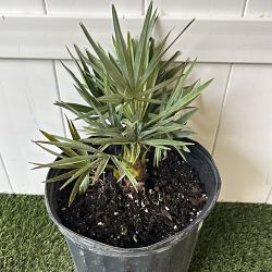 Serenoa repens 'Cinerea', Silver Saw Palmetto Serenoa repens 'Cinerea', Silver Saw Palmetto