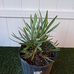 Serenoa repens 'Cinerea', Silver Saw Palmetto Serenoa repens 'Cinerea', Silver Saw Palmetto