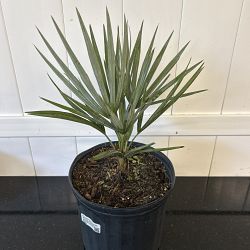 Serenoa repens 'Cinerea', Silver Saw Palmetto Serenoa repens 'Cinerea', Silver Saw Palmetto