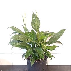 Spathiphyllum 'Domino' Spathiphyllum 'Domino'
