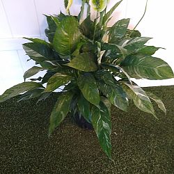 Spathiphyllum 'Domino' Spathiphyllum 'Domino'