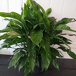 Spathiphyllum 'Domino' Spathiphyllum 'Domino'