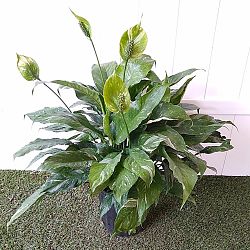 Spathiphyllum 'Domino' Spathiphyllum 'Domino'
