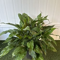 Spathiphyllum 'Domino' Spathiphyllum 'Domino'