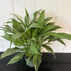 Spathiphyllum 'Domino' Spathiphyllum 'Domino'