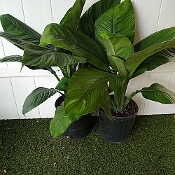 Peace Lily 'Sensation' Peace Lily 'Sensation'