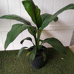 Peace Lily 'Sensation' Peace Lily 'Sensation'
