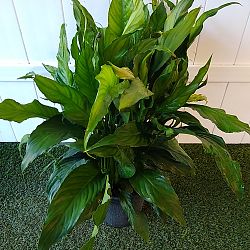 Peace Lily 'Sensation' Peace Lily 'Sensation'