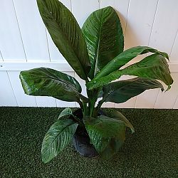 Peace Lily 'Sensation' Peace Lily 'Sensation'