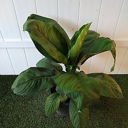 Peace Lily 'Sensation' Peace Lily 'Sensation'