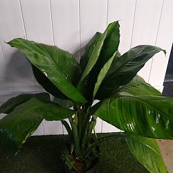 Peace Lily 'Sensation' Peace Lily 'Sensation'