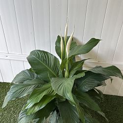 'Sweet Pablo' Peace Lily 'Sweet Pablo' Peace Lily