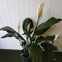'Sweet Pablo' Peace Lily 'Sweet Pablo' Peace Lily