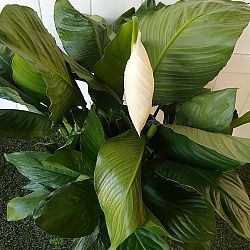 'Sweet Pablo' Peace Lily 'Sweet Pablo' Peace Lily