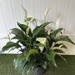 'Sweet Pablo' Peace Lily 'Sweet Pablo' Peace Lily