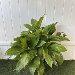 'Sweet Pablo' Peace Lily 'Sweet Pablo' Peace Lily