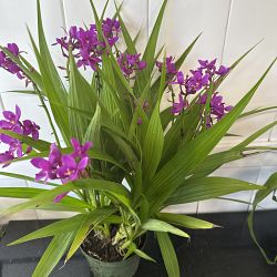 Purple Ground Orchid Purple Ground Orchid
