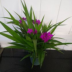 Purple Ground Orchid Purple Ground Orchid