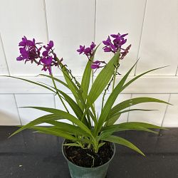 Purple Ground Orchid Purple Ground Orchid