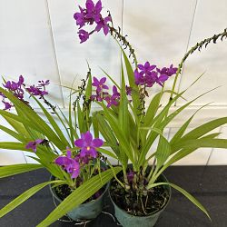 Purple Ground Orchid Purple Ground Orchid
