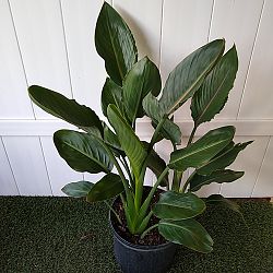 Orange Bird of Paradise Orange Bird of Paradise