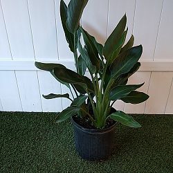 Orange Bird of Paradise Orange Bird of Paradise