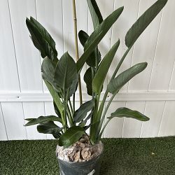 Orange Bird of Paradise Orange Bird of Paradise