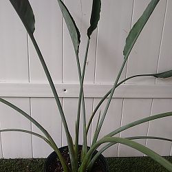 Orange Bird of Paradise Orange Bird of Paradise