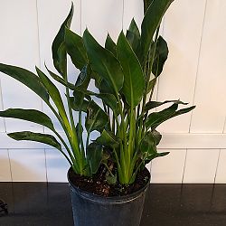 Orange Bird of Paradise Orange Bird of Paradise