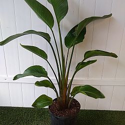 Orange Bird of Paradise Orange Bird of Paradise