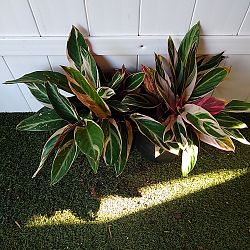 Stromanthe 'Triostar' Stromanthe 'Triostar'