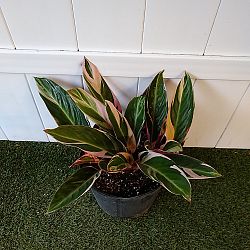 Stromanthe 'Triostar' Stromanthe 'Triostar'