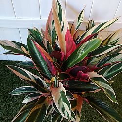 Stromanthe 'Triostar' Stromanthe 'Triostar'