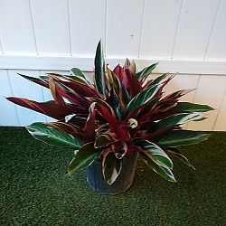 Stromanthe 'Triostar' Stromanthe 'Triostar'