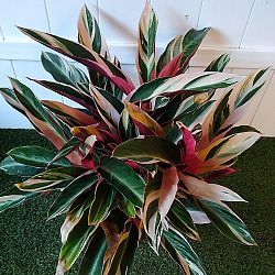 Stromanthe 'Triostar' Stromanthe 'Triostar'