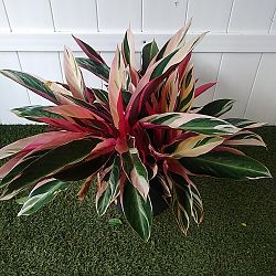 Stromanthe 'Triostar' Stromanthe 'Triostar'