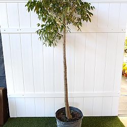 Swietenia mahagoni, Mahogany Tree | PlantVine