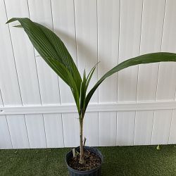 Syagrus romanzoffiana, Queen Palm, Cocos Plumosa Syagrus romanzoffiana, Queen Palm, Cocos Plumosa