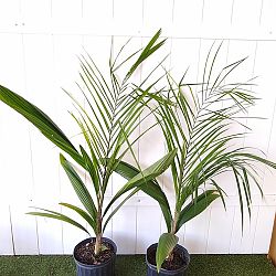 Syagrus romanzoffiana, Queen Palm, Cocos Plumosa Syagrus romanzoffiana, Queen Palm, Cocos Plumosa